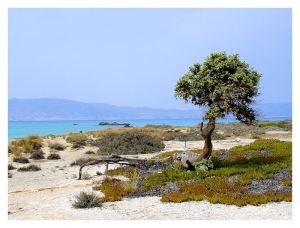 Chrissi island - Kreta zonvakantie - strand. bron: trekearth.com