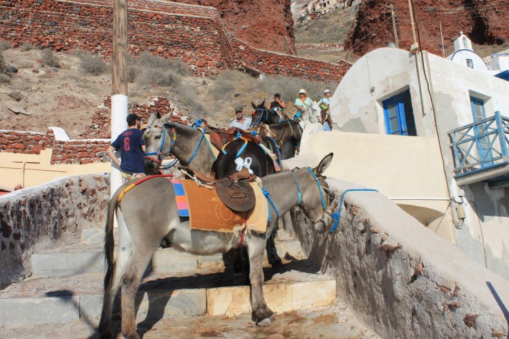 met de ezel omhoog _ Santorini zonvakantie