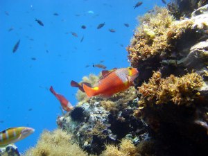 DiveParos santorini duiken zonvakantie