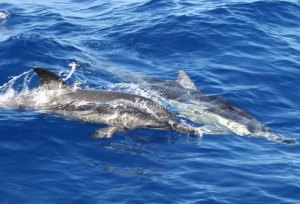 dolphins duiken snorkelen kos zonvakantie griekenland
