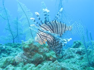 Lionfish griekenland spotten tijdens je zonvakantie duiken en snorkelen