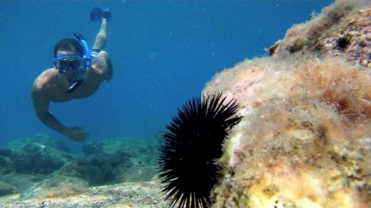 maxresdefault samos duiken snorkelen zonvakantie griekenland