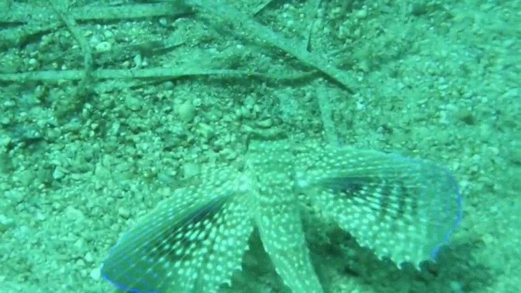 Lefkas snorkelen en duiken 4 vakantie griekenland