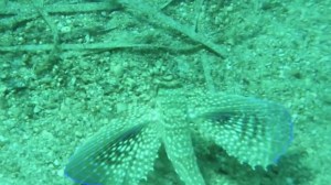 Lefkas snorkelen en duiken 4 vakantie griekenland